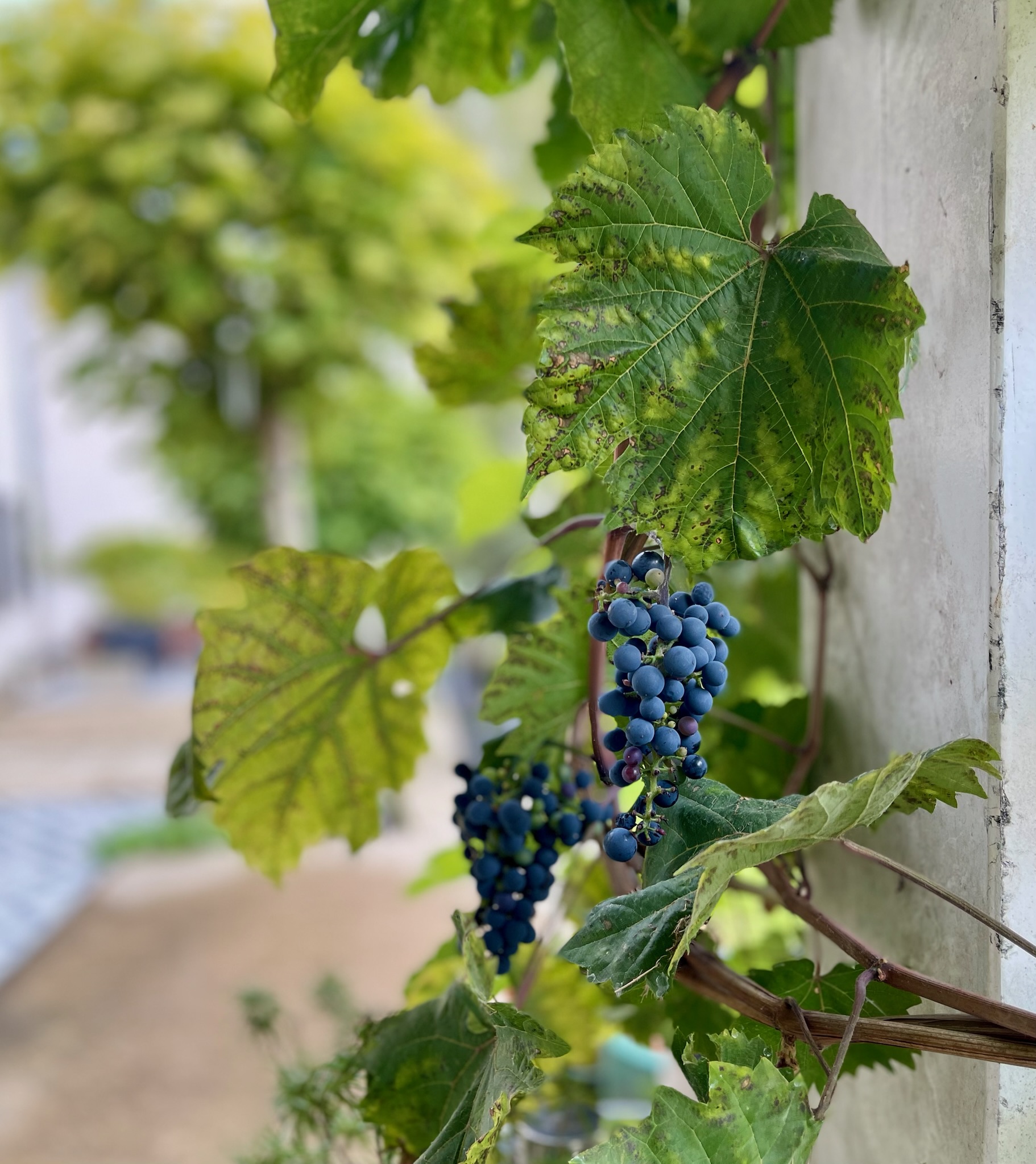 Blauwe druiven onder de veranda van een vakantiehuis