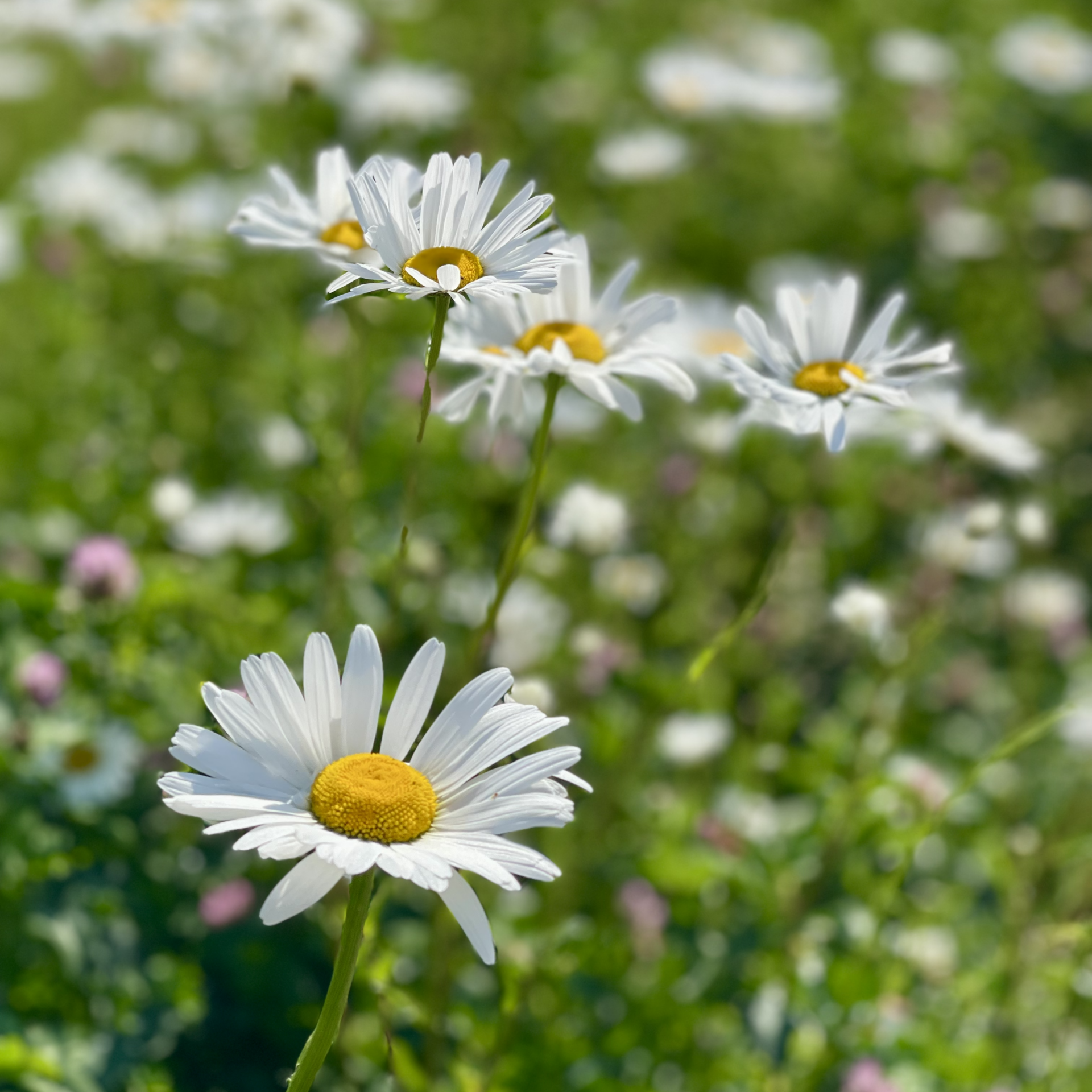 Madeliefjes in de tuin, daisy