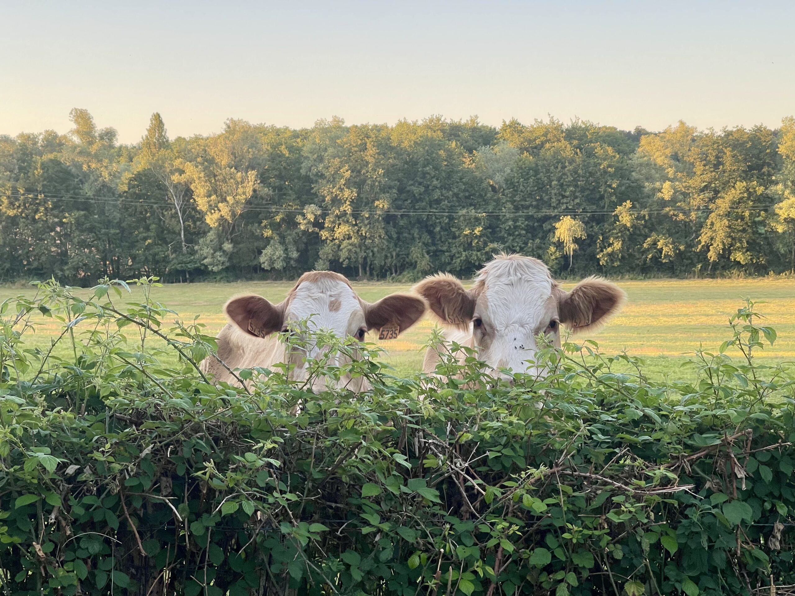 De buren van Domaine Daisy